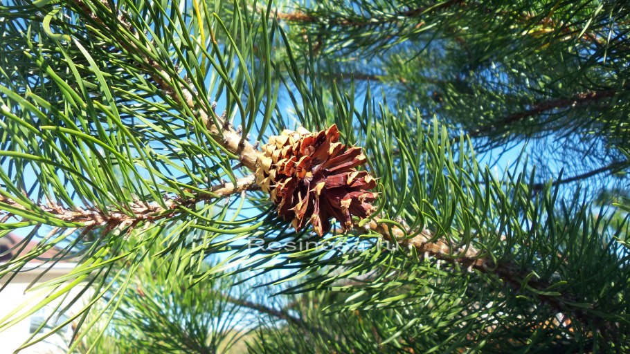 Сосна скрученная «муррея»