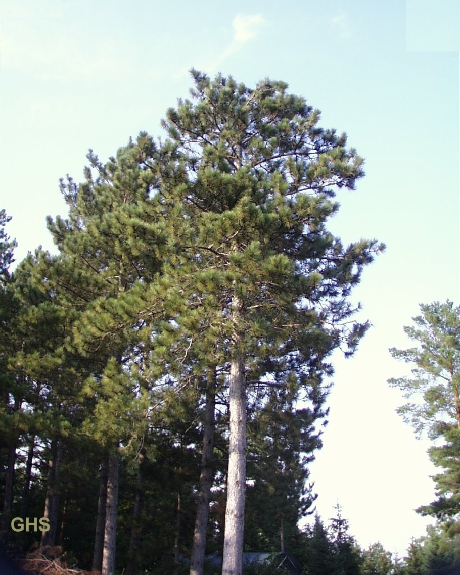 Pinus resinosa Pillnitz