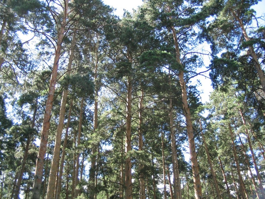 Сосна обыкновенная лесная