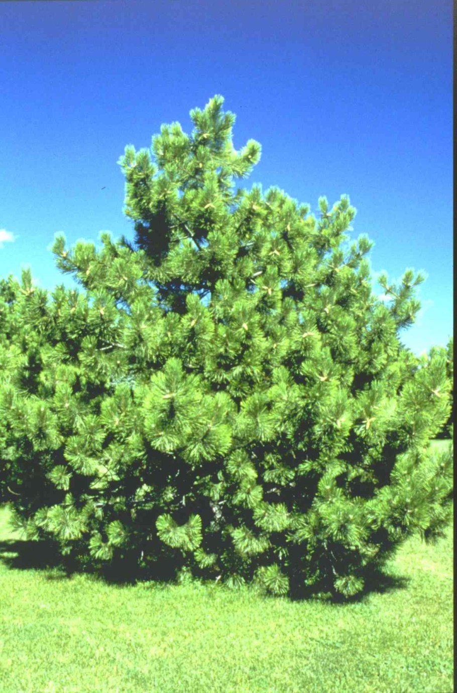 Сосна pinus nigra