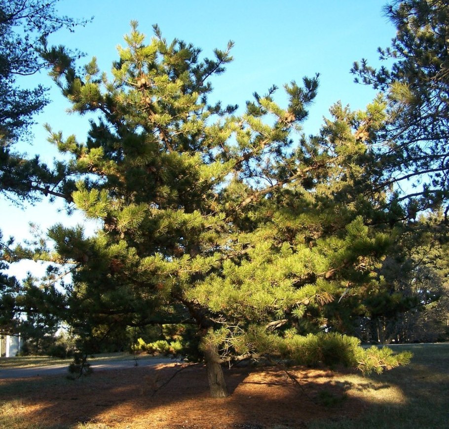 Pinus pungens mountain gold