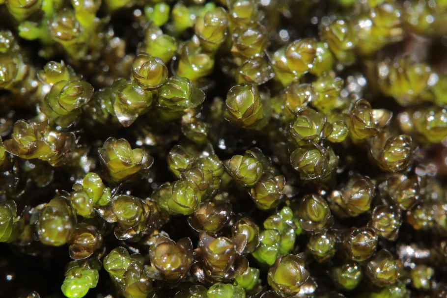 Марсупелла изменчивая Marsupella commutata