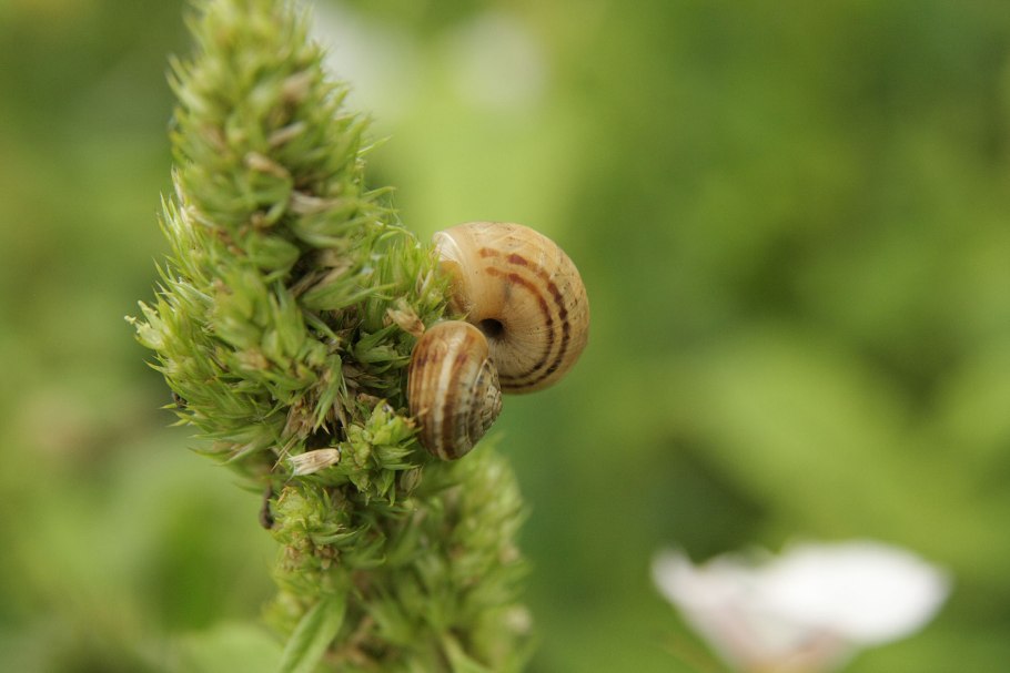 Породистые лягушки