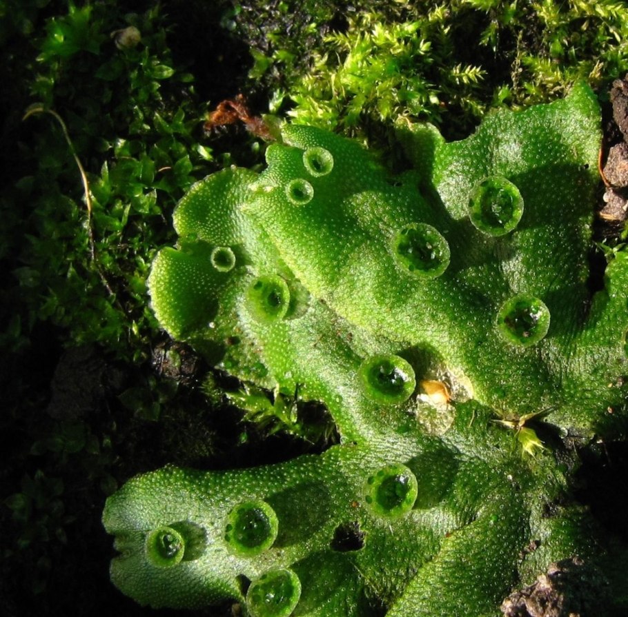 Улитка Степная изменчивая