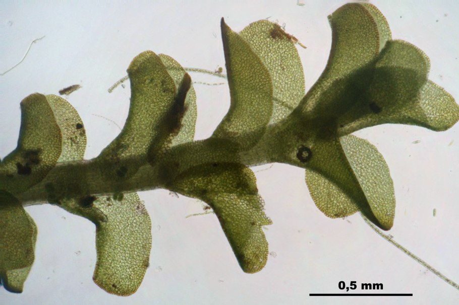 Гармония изменчивая (Harmonia axyridis