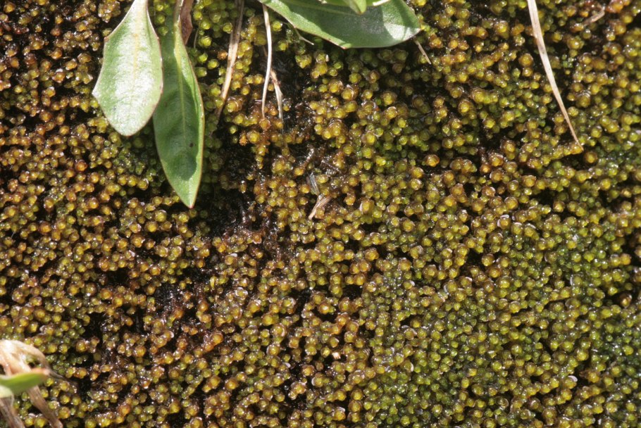 Марсупелла переменчиваяцвет