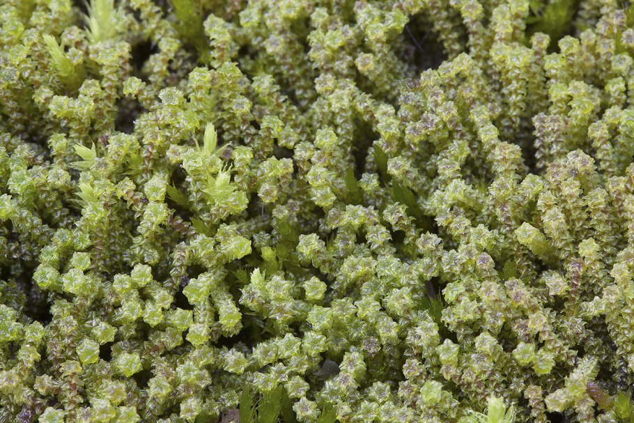 Палуделла оттопыренная (paludella squarrosa)