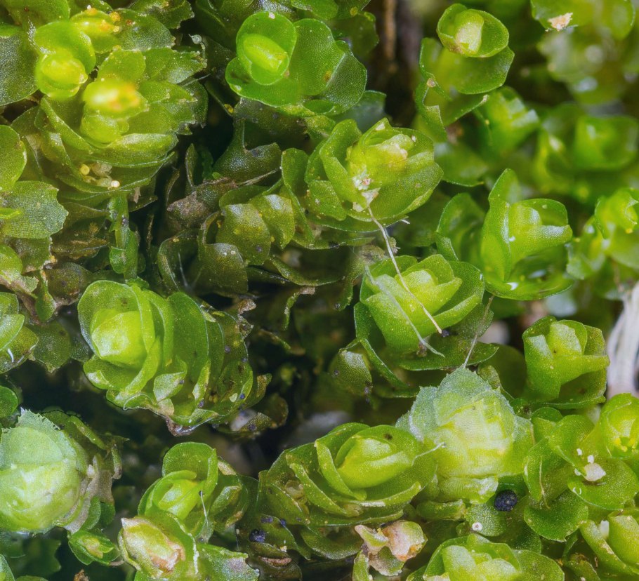 Марсупелла переменчивая