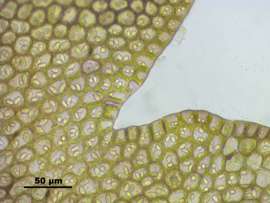 Карбюратор leader pz19jb