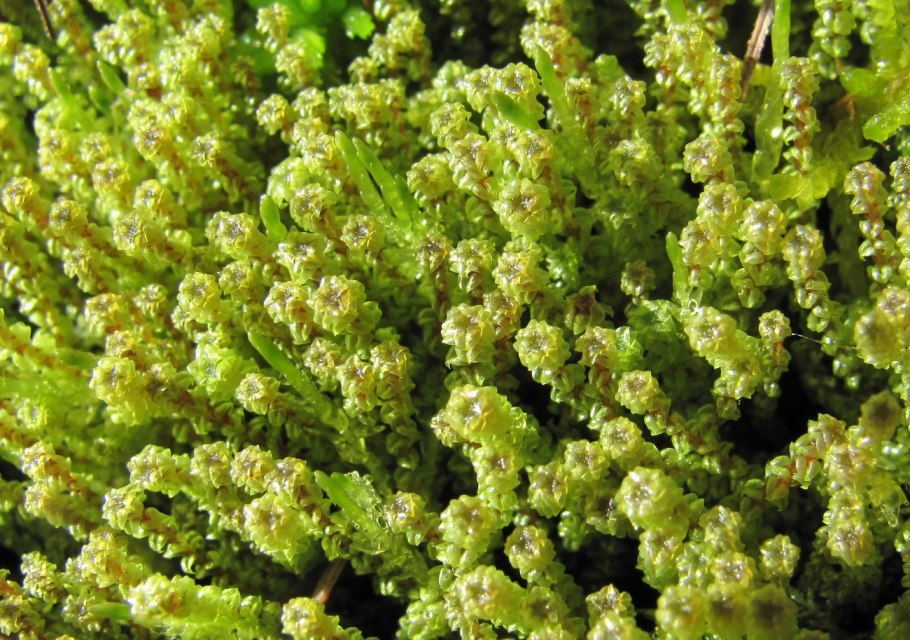 Марсупелла переменчивая