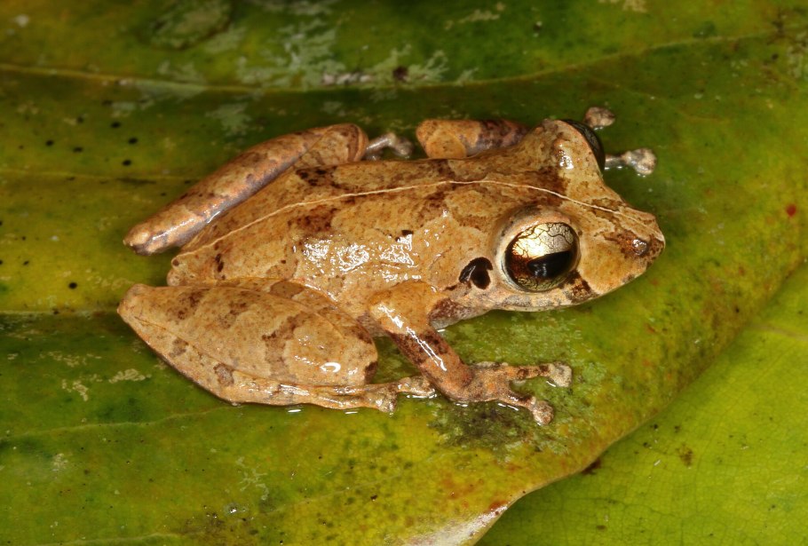 Жаба eleutherodactylus martinicensis