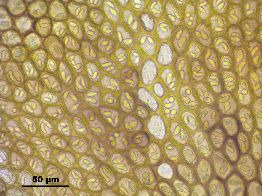 Коровка Hippodamia variegata