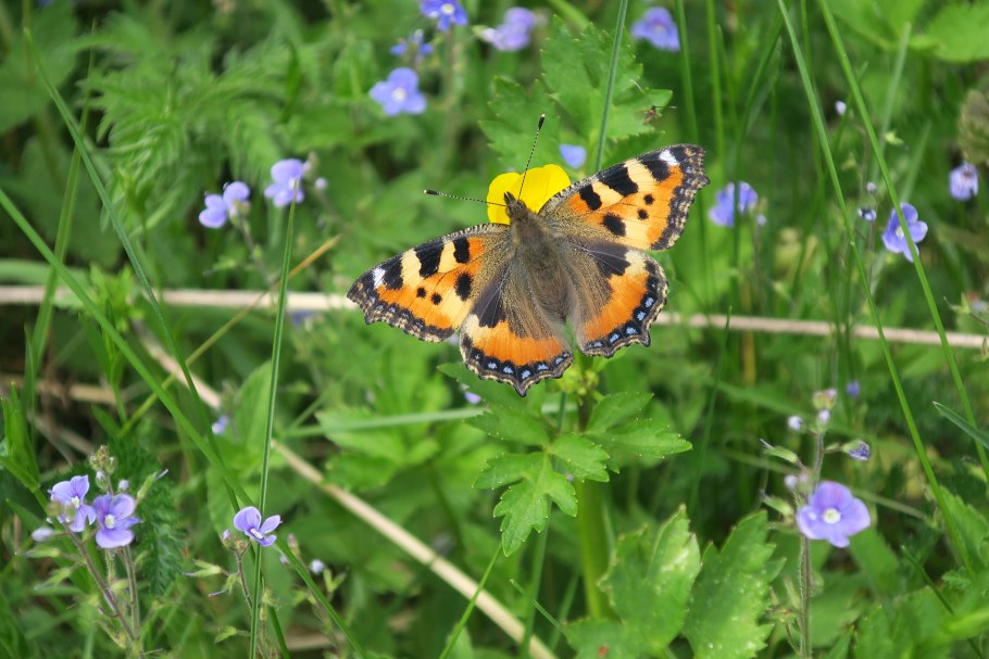 Пестрокрыльница Буреинская