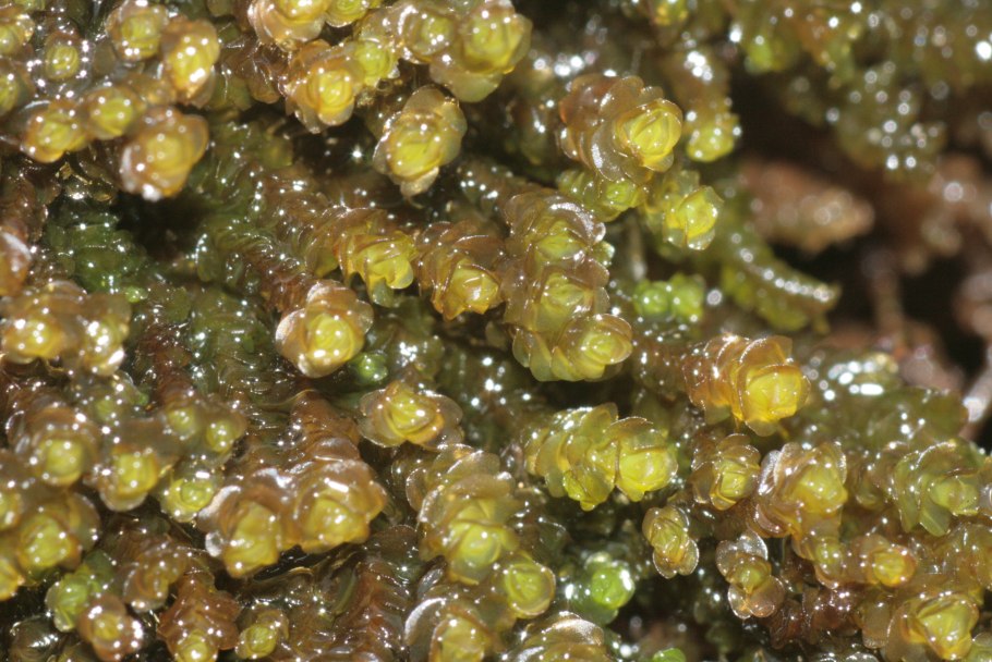 Палюделла оттопыренная