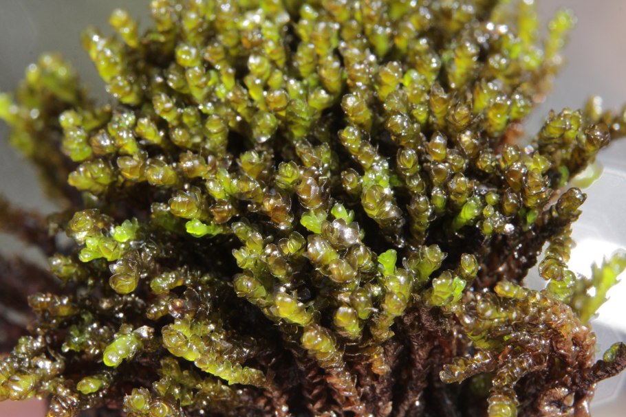 Палюделла оттопыренная