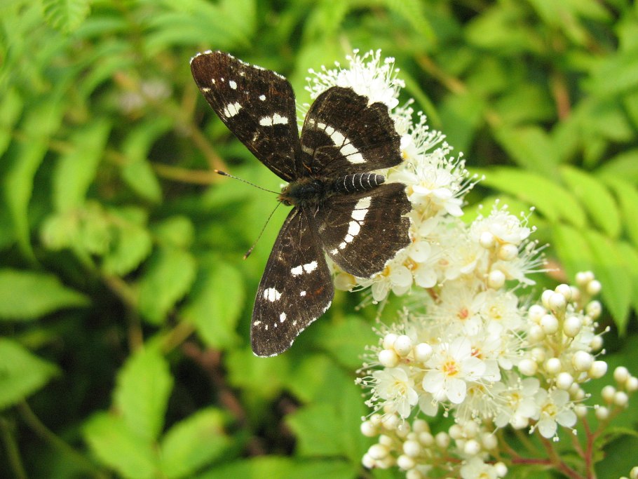 Пестрокрыльница изменчивая