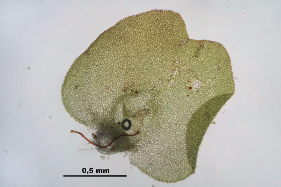 Harmonia axyridis описание
