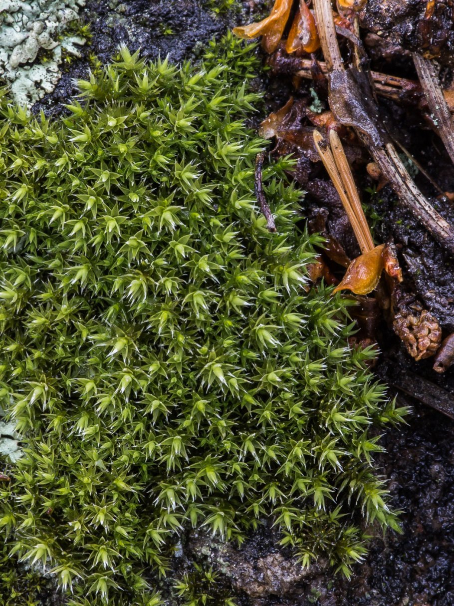 Гармония аксиридис