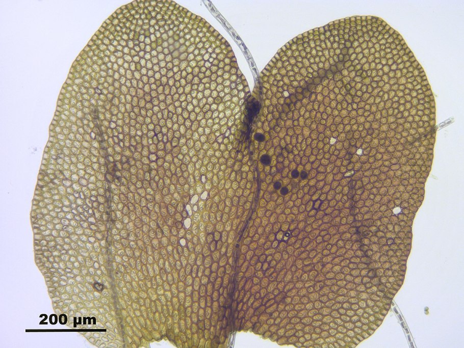 Pink Dorid nudibranch