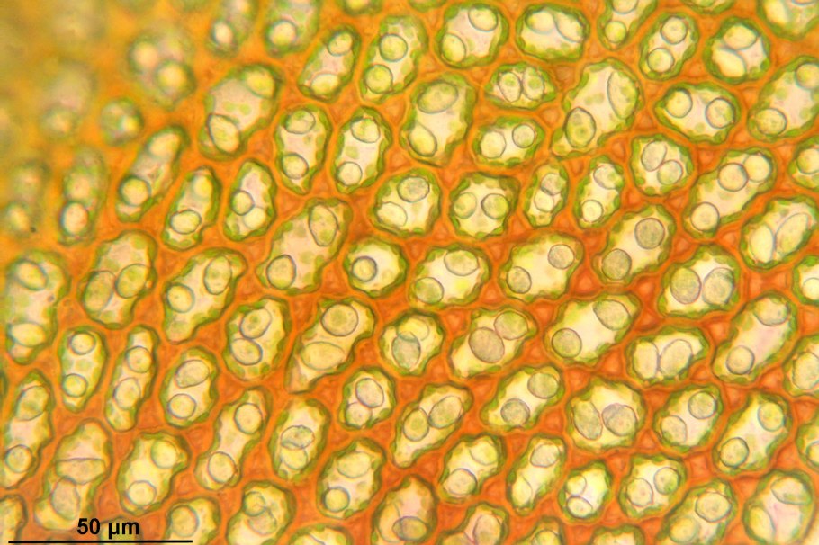 Marsupella emarginata