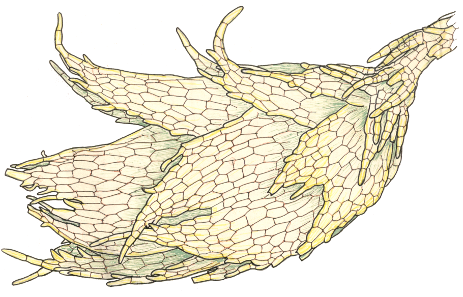 Божья коровка Крымская