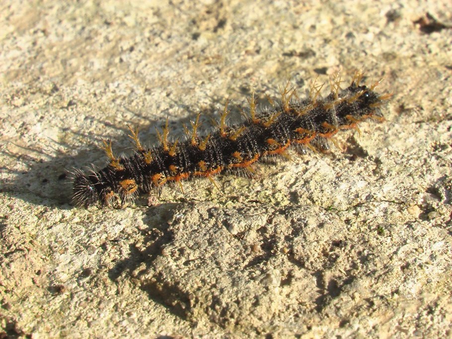 Хорабагрус (павлиний глаз)