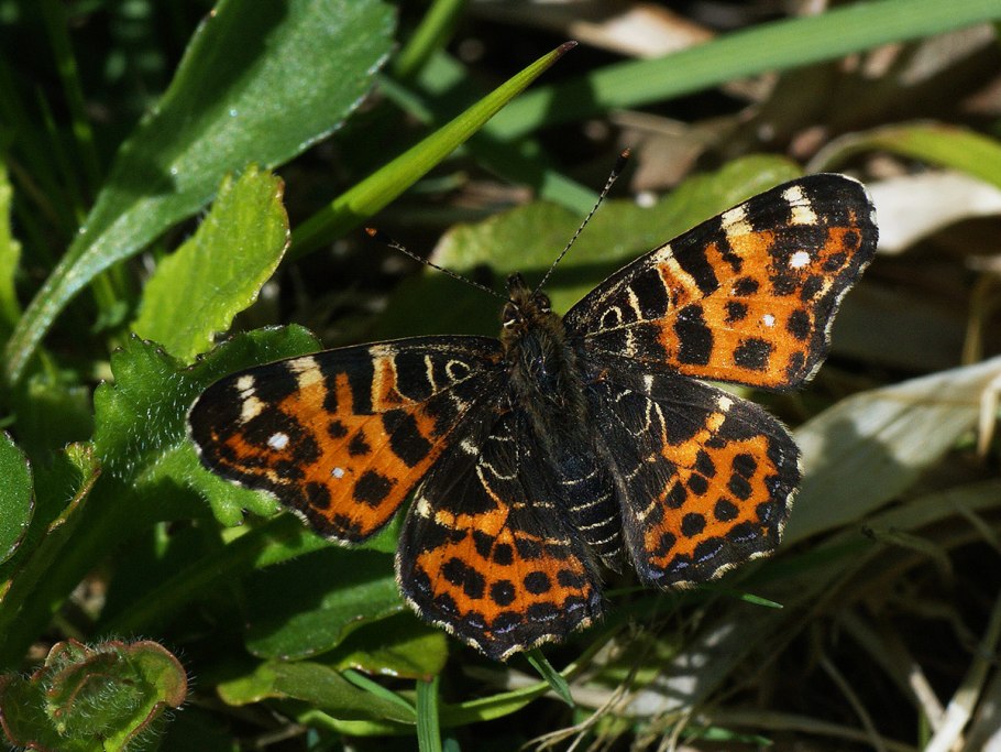 Пестрокрыльница изменчивая