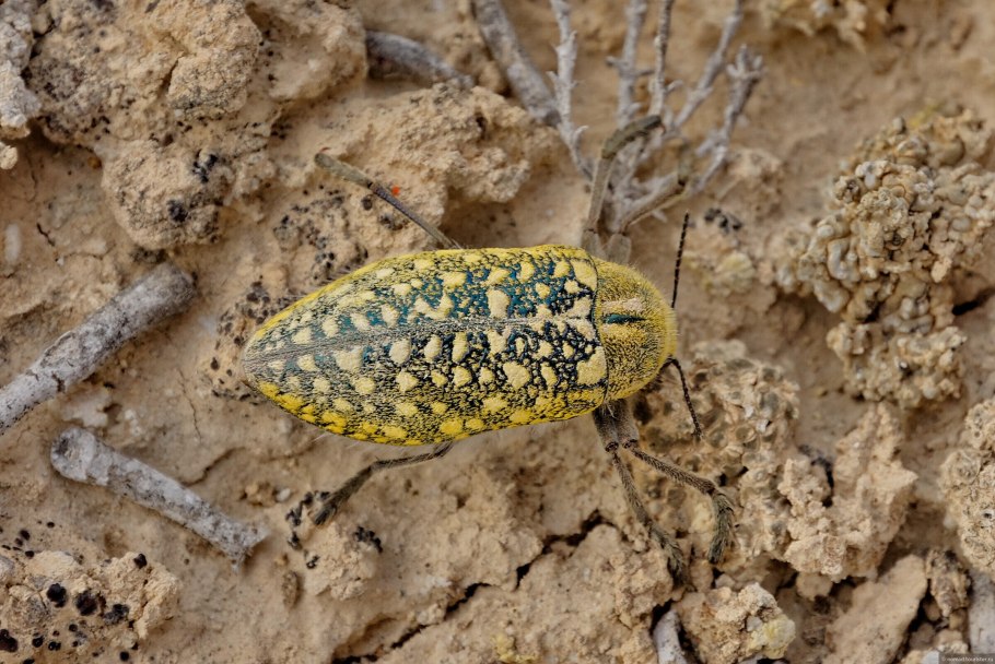 Златка юлодис жук