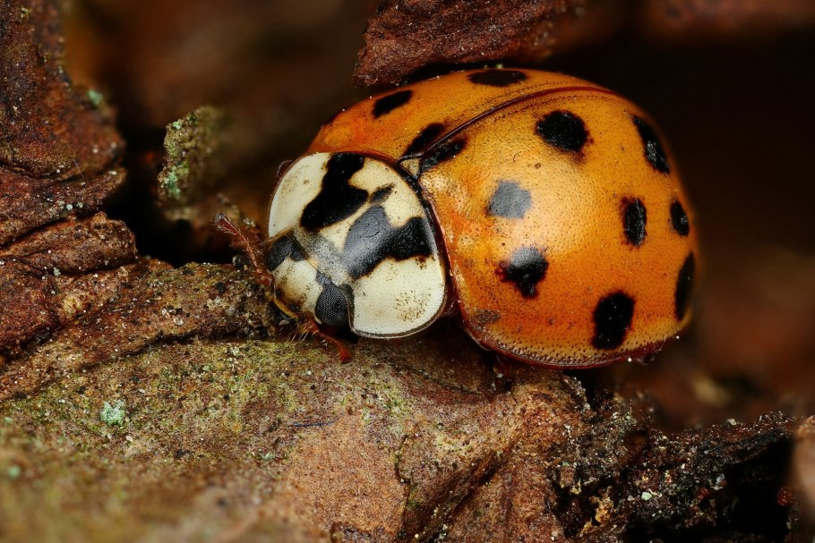 Жук арлекин божья коровка