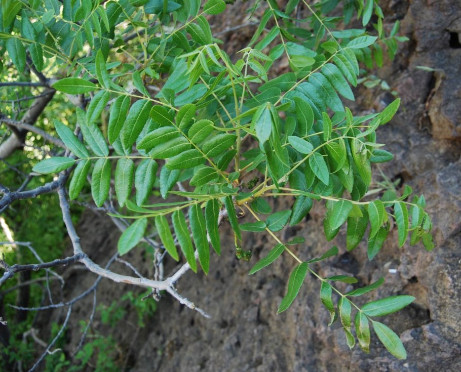 Миндаль калифорнийский