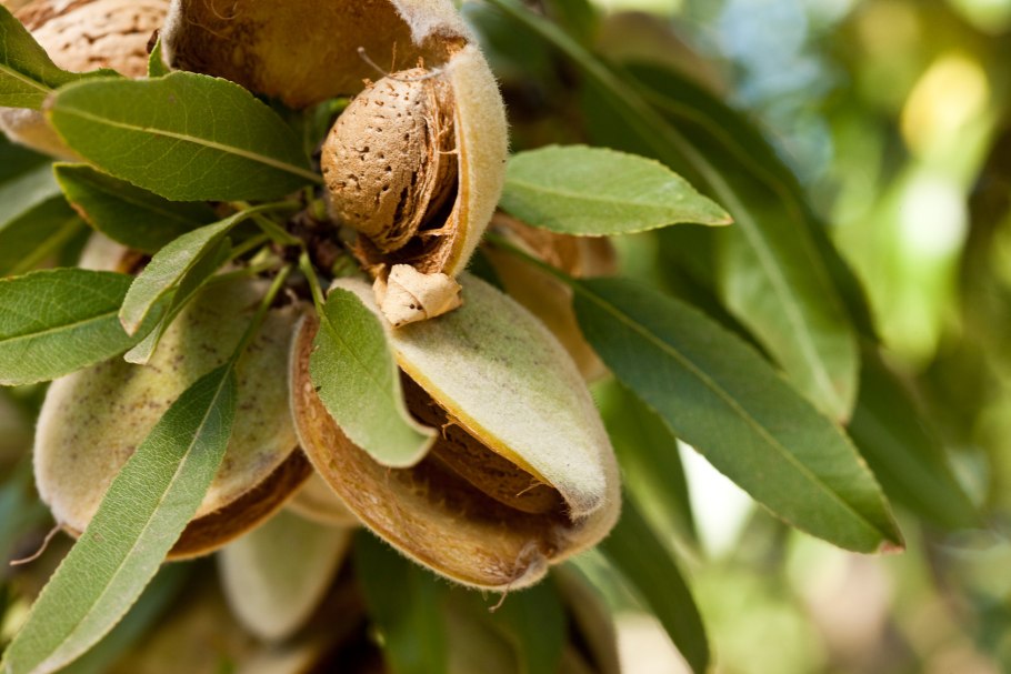 Орех калифорнийский, сушеный