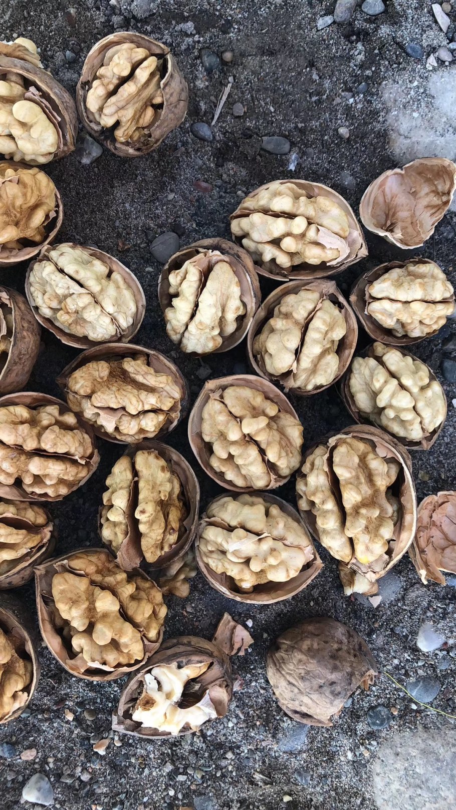 Человек с грецким орехом