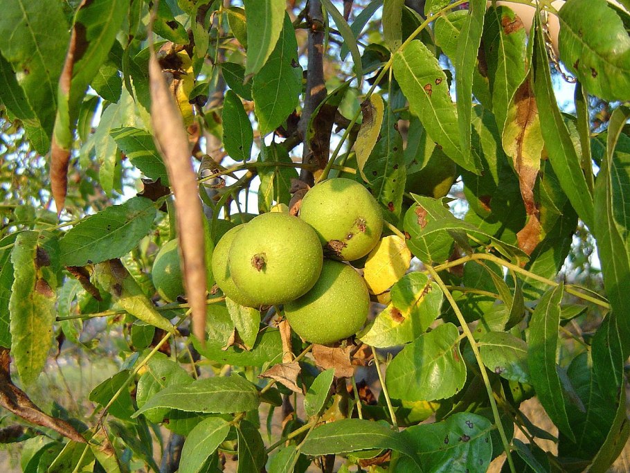 Juglans hindsii