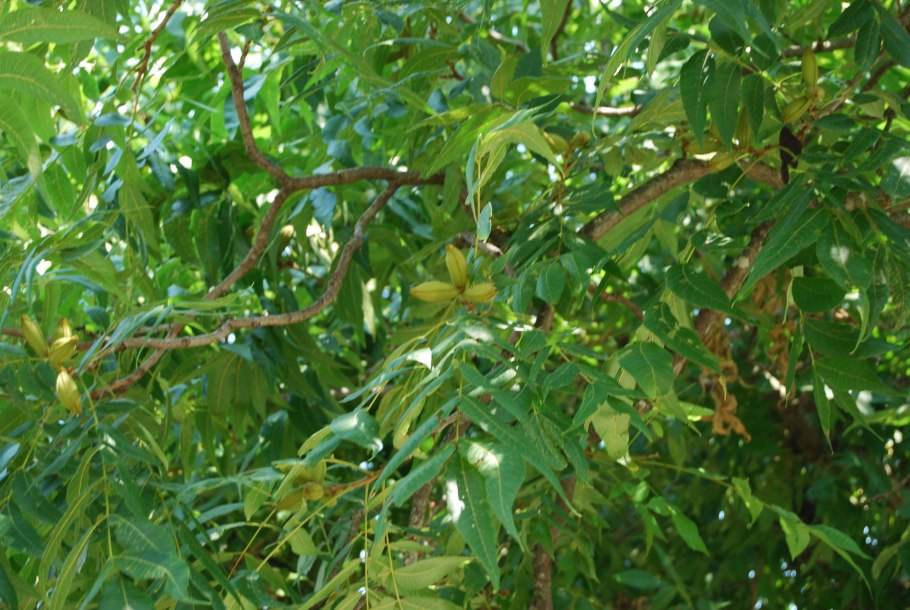 Пекан обыкновенный дерево