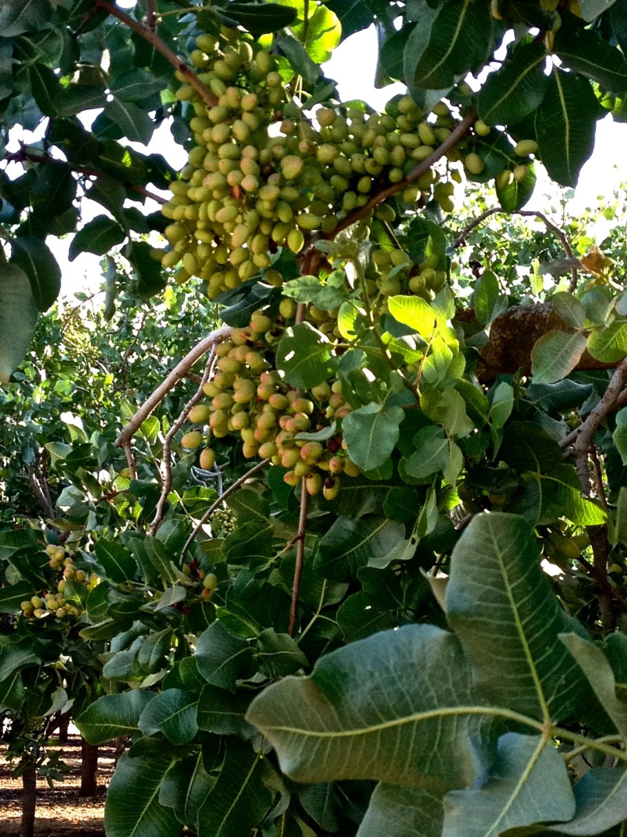 Миндаль в оболочке