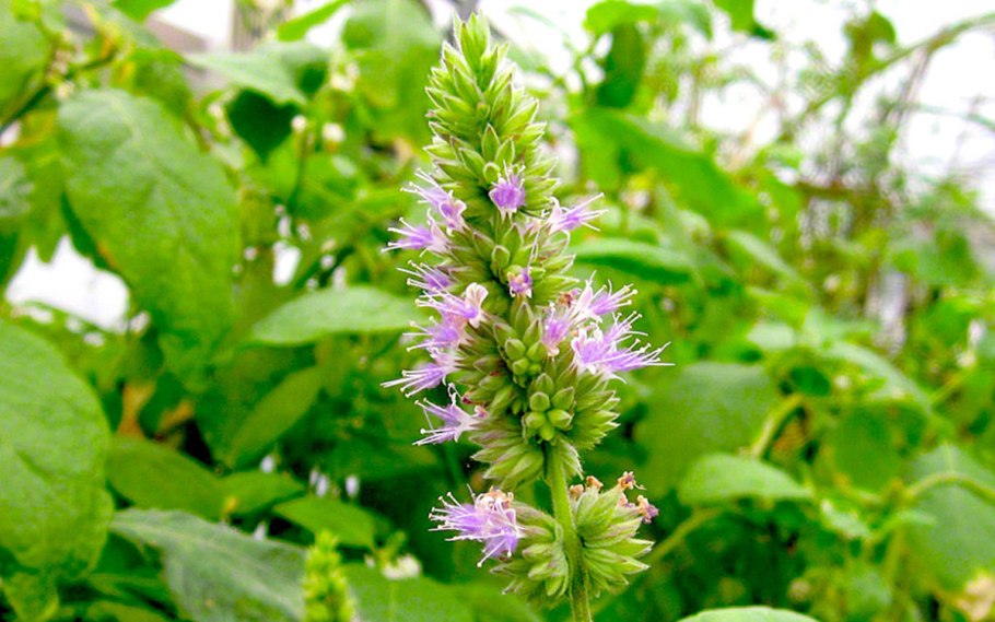 Pogostemon Patchouli