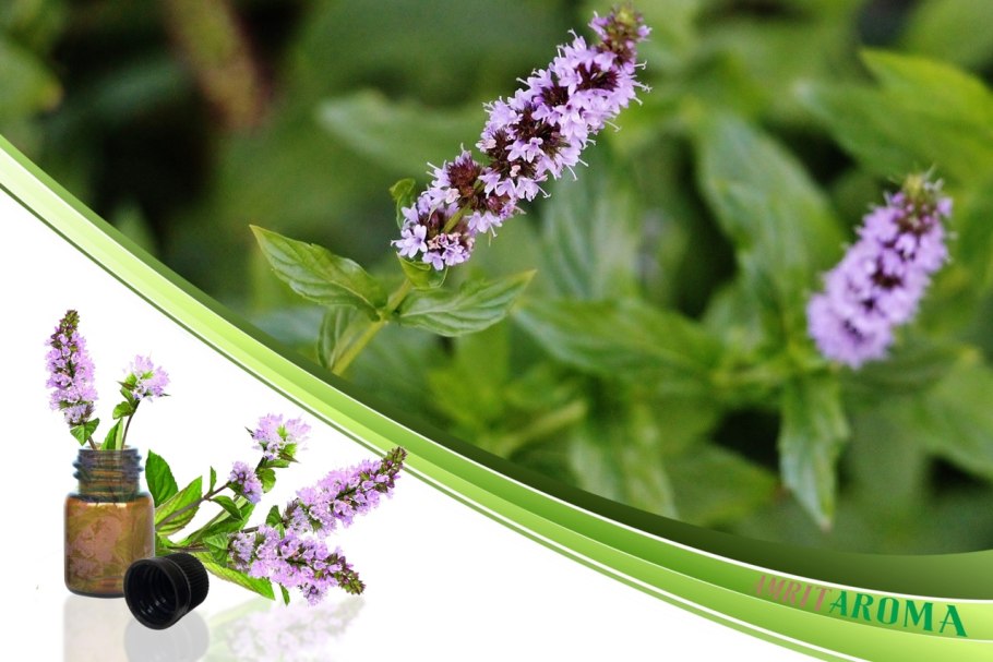 Pogostemon cablin Patchouli