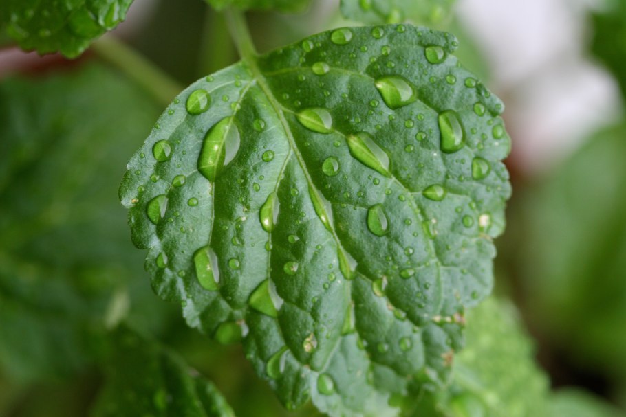 Pogostemon Patchouli