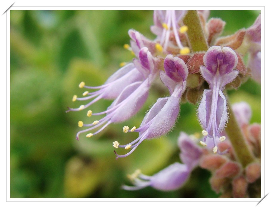 Pogostemon cablin Patchouli