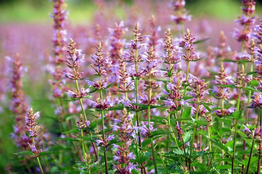 Индийская мята