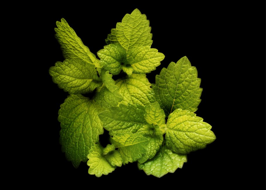 Пачули растение