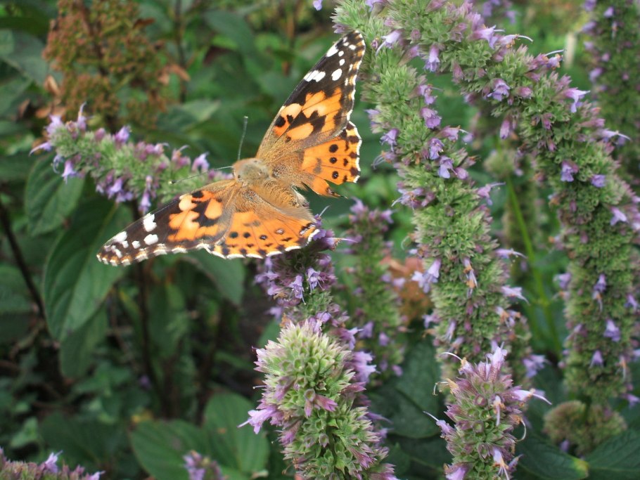 Погостемон пачули