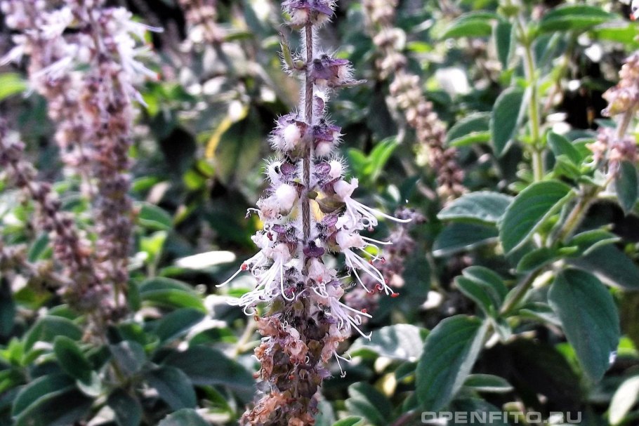 Пачули это мята