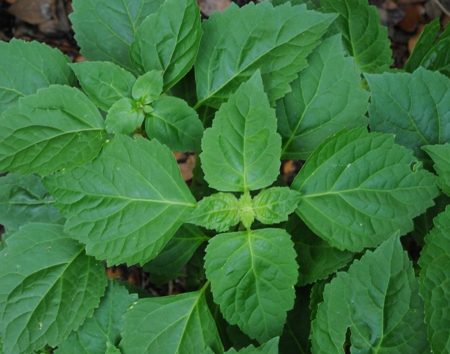 Pogostemon Patchouli