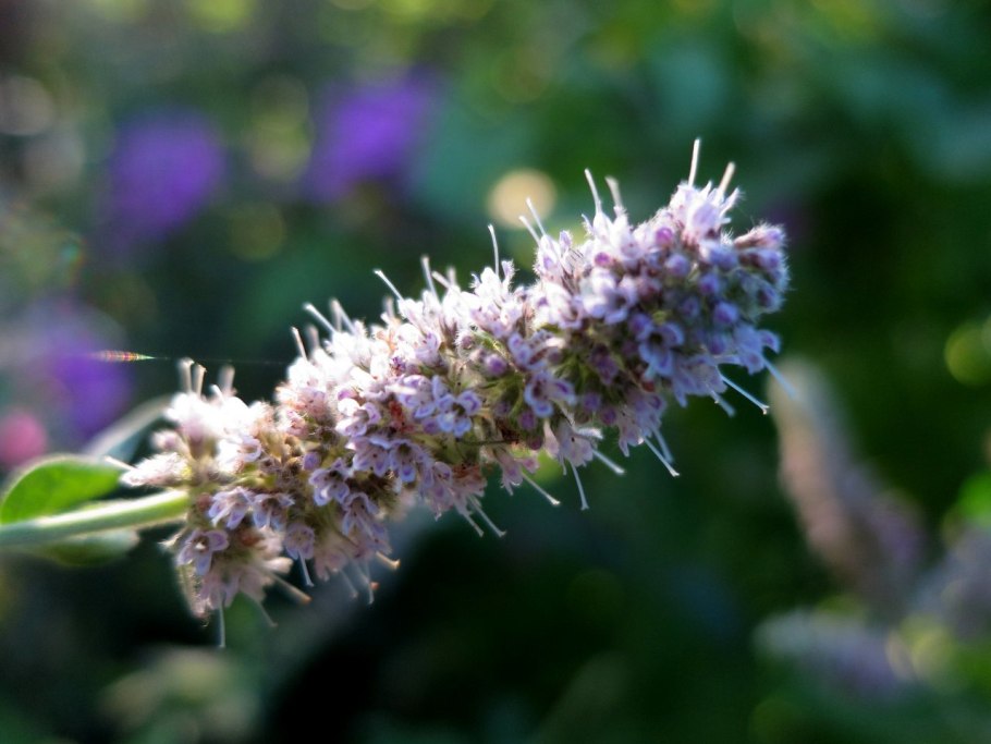Pogostemon Patchouli