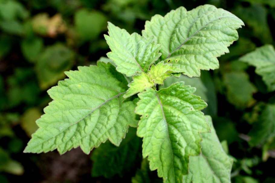 Индонезийский пачули