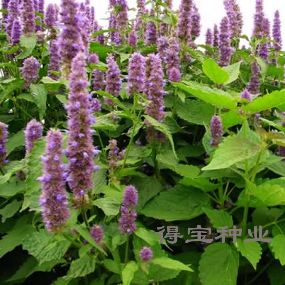 Лофант анисовый