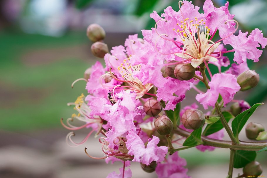 Лагерстремия пинк