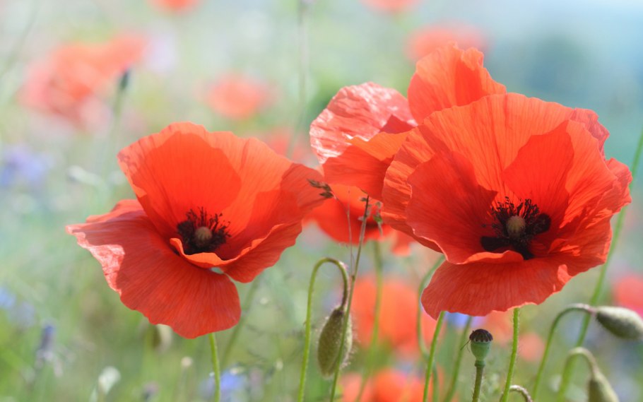 Мак красный Байкальский