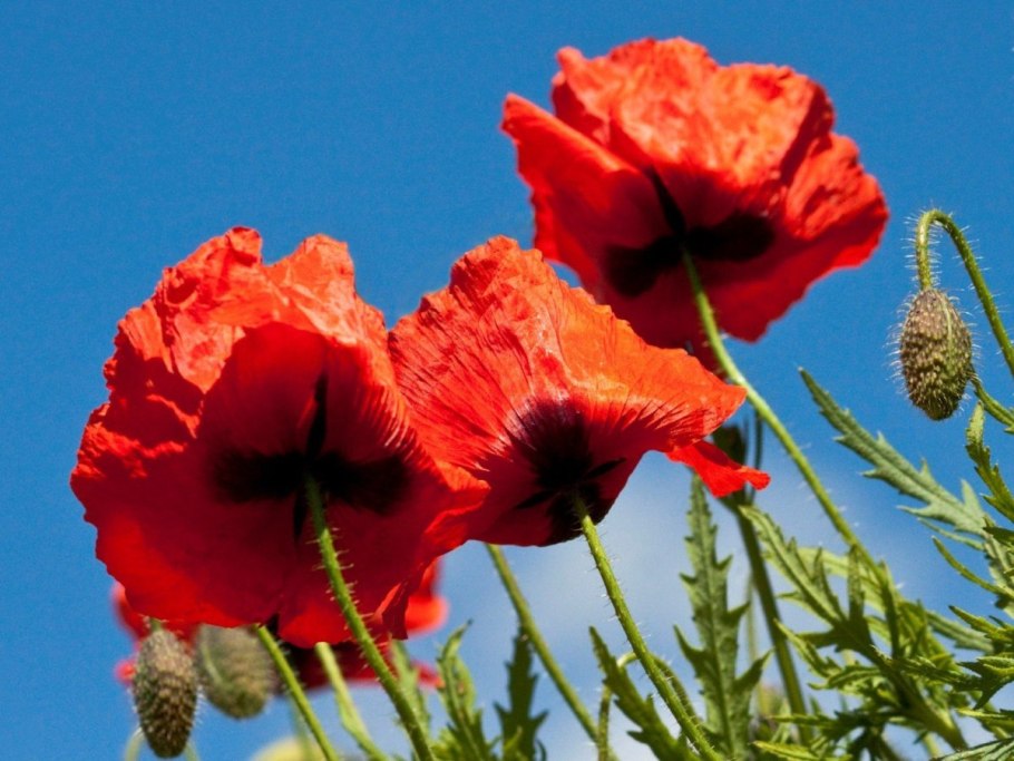 Мак самосейка желтые